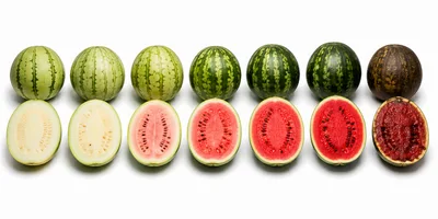 Evolution Of Watermelon Ripeness From Pale To Overripe