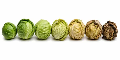 Seven Cabbages Showing Stages Of Decay