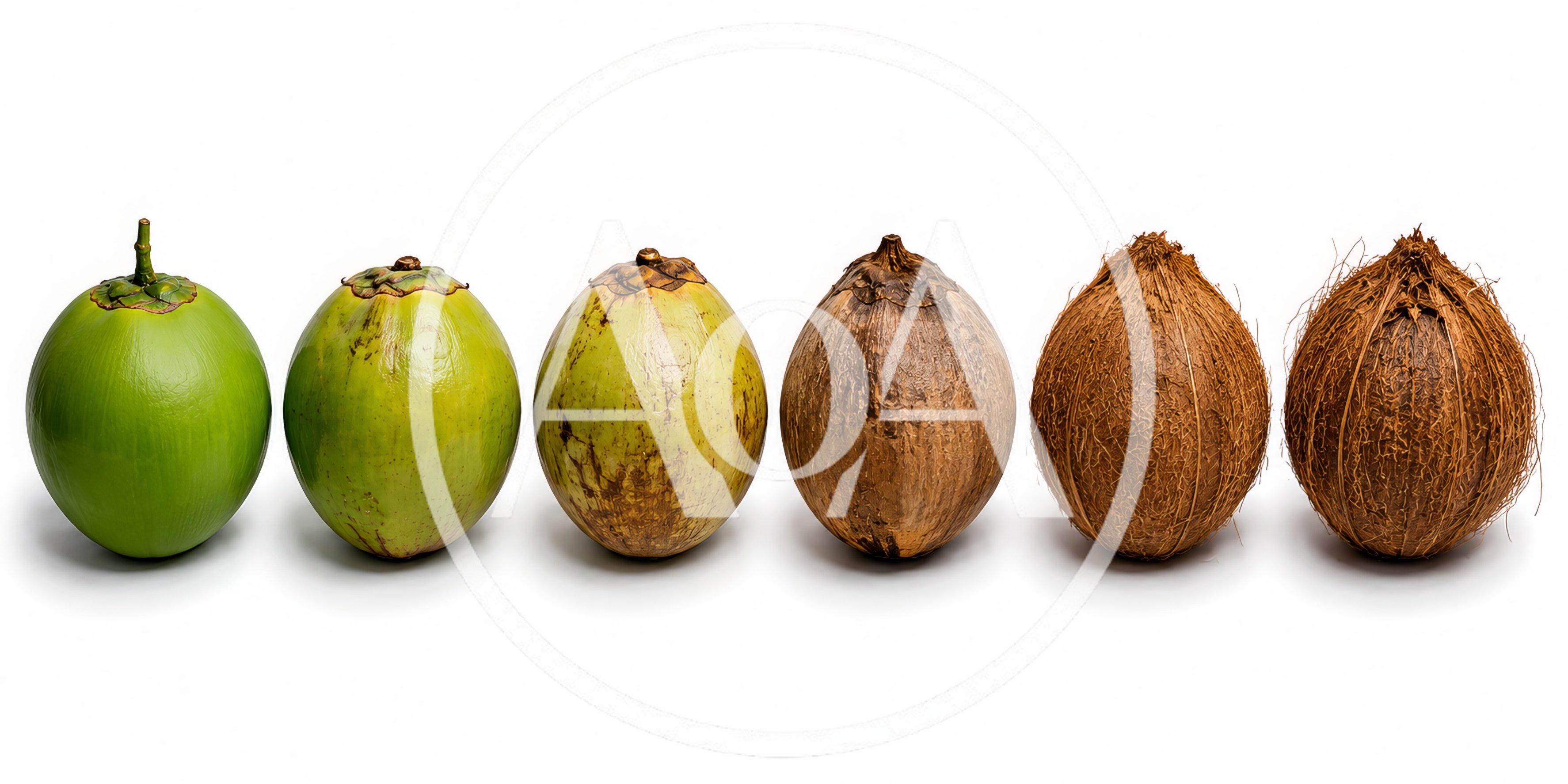 Six Coconuts Showing Stages Of Ripening