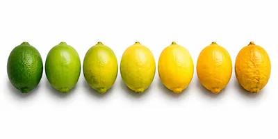 Gradient Of Citrus Fruits From Lime To Lemon
