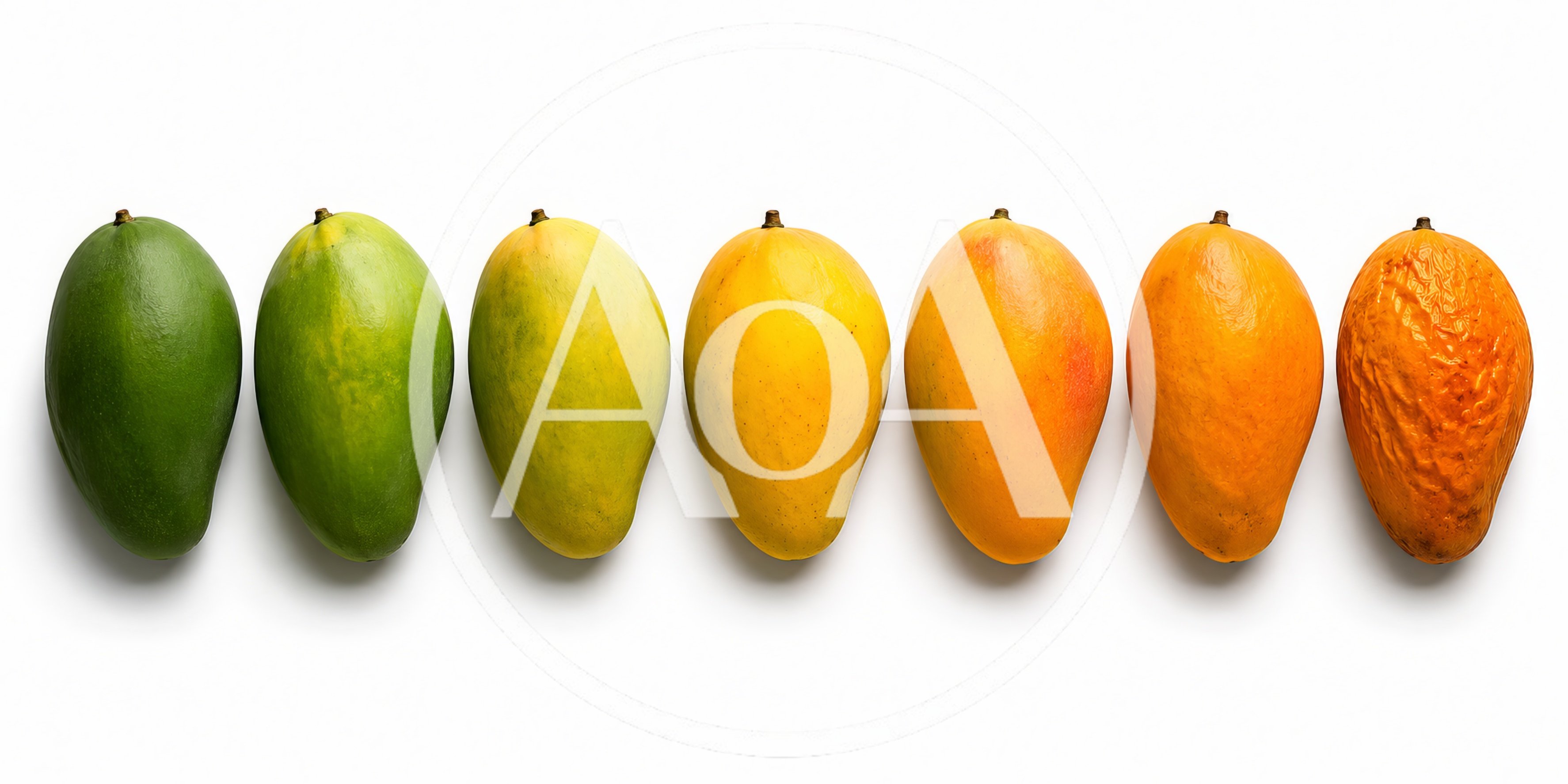 Seven Mangoes Showing Ripening Stages In A Row