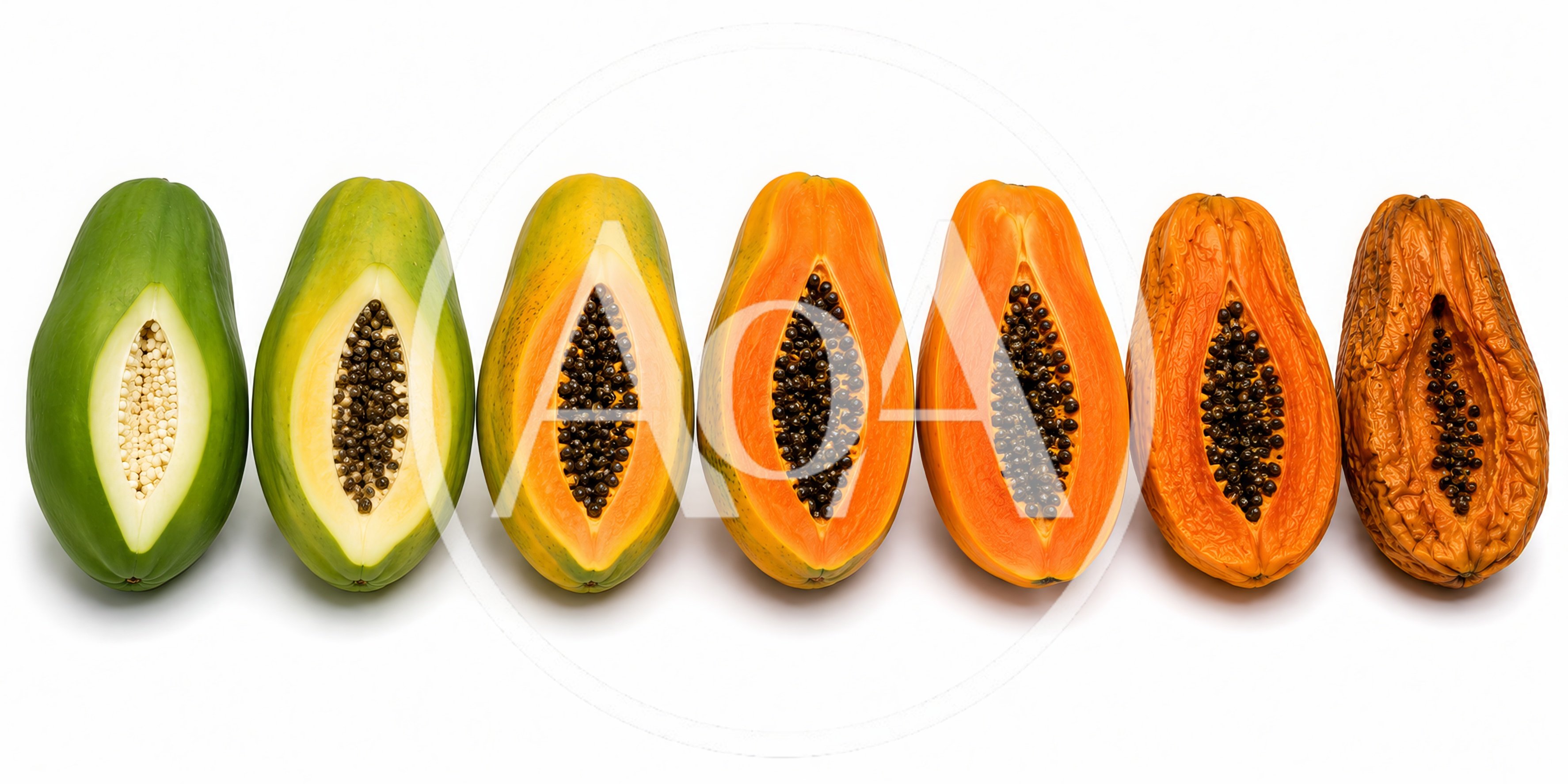 Seven Papayas Showing Stages Of Ripening Process