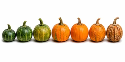Seven Pumpkins Showing Stages Of Ripening And Decay