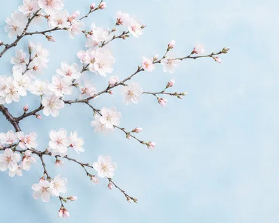 Delicate Cherry Blossom Branches Against Soft Blue Background