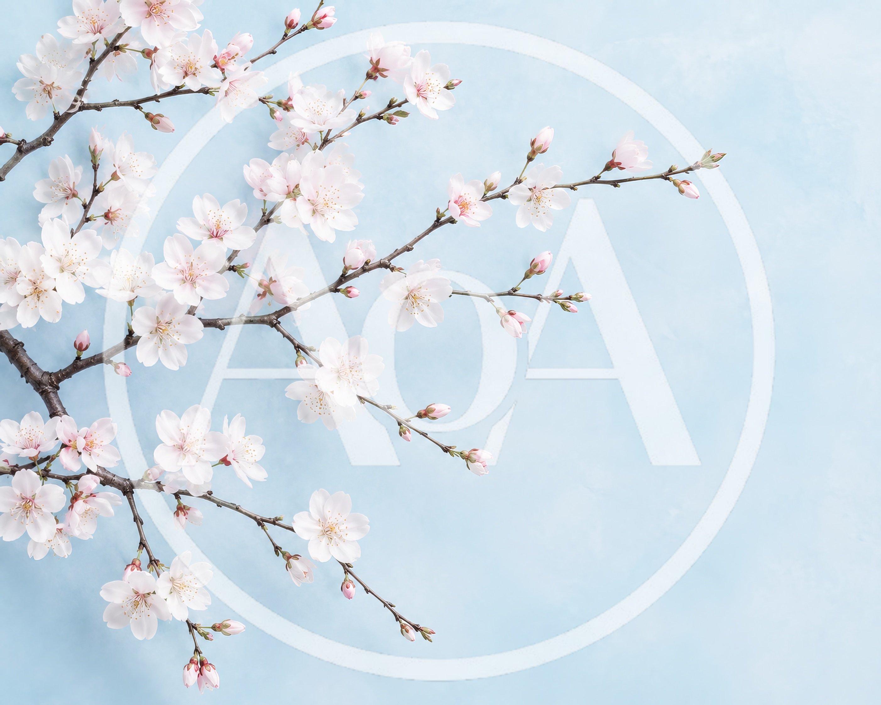 Delicate Cherry Blossom Branches Against Soft Blue Background
