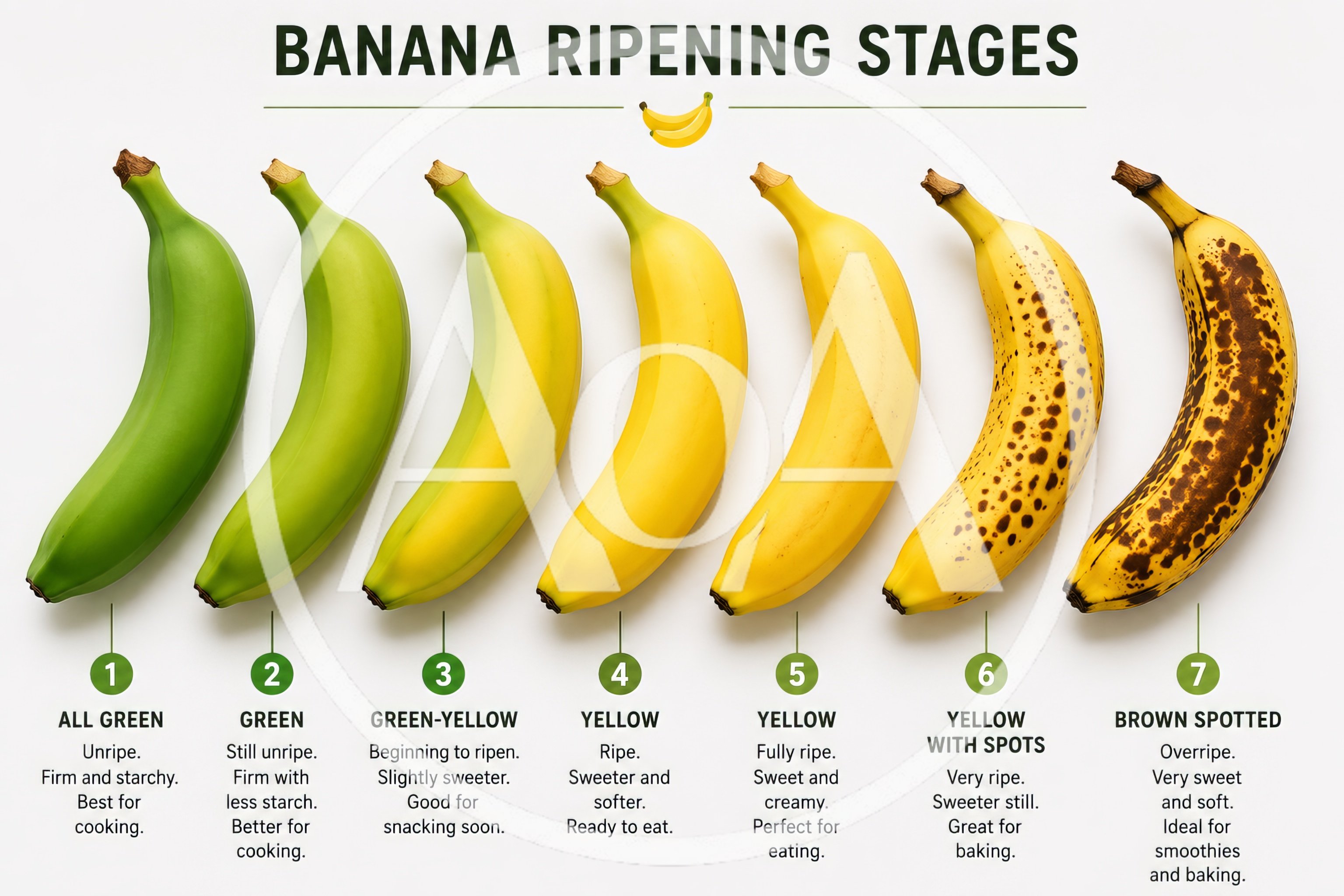 Banana Ripening Stages Infographic Chart