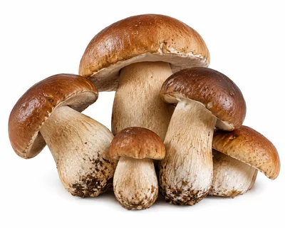 Group Of Fresh Porcini Mushrooms On White Background