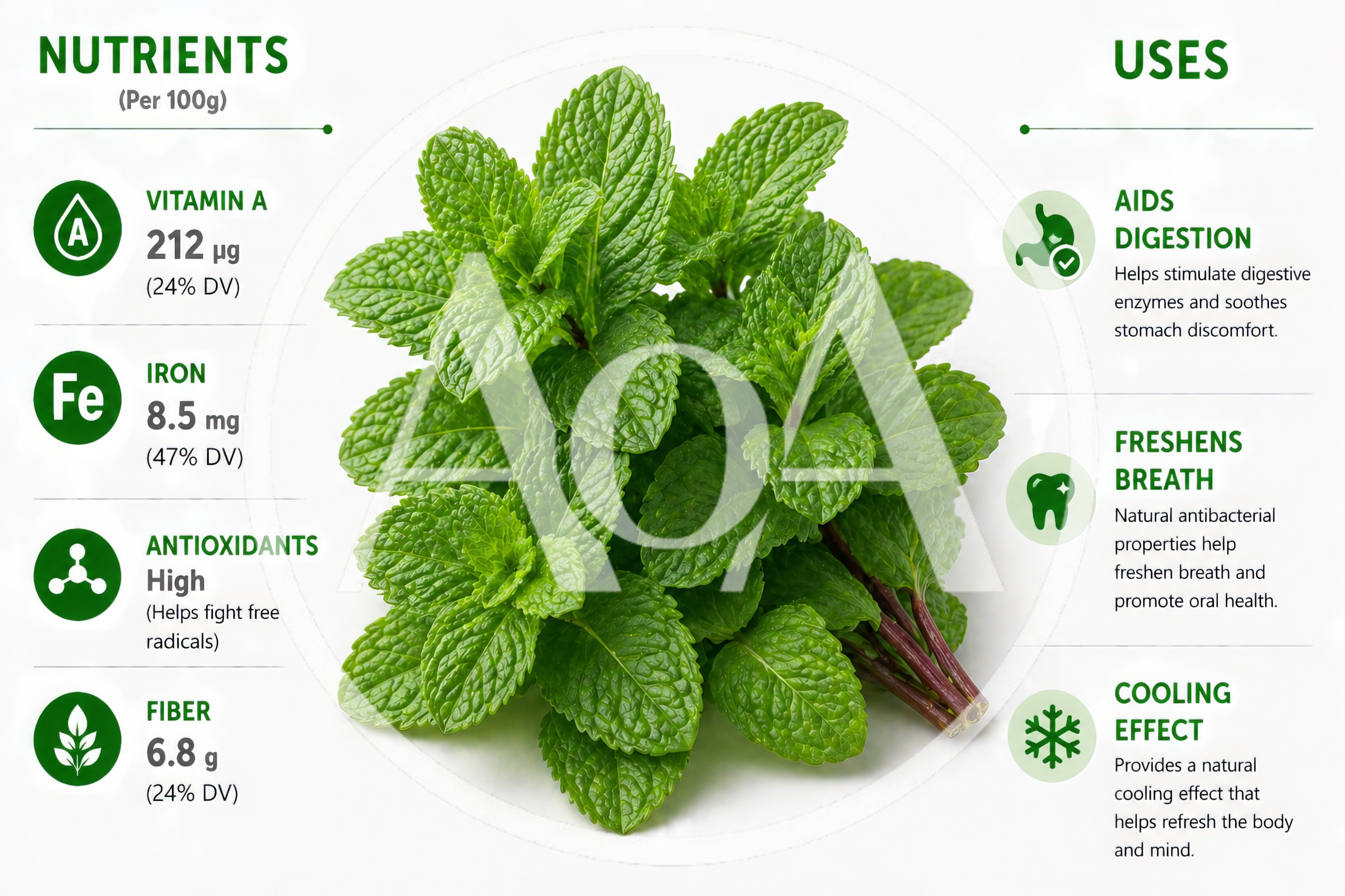 Fresh Mint Leaves Infographic With Nutritional Facts