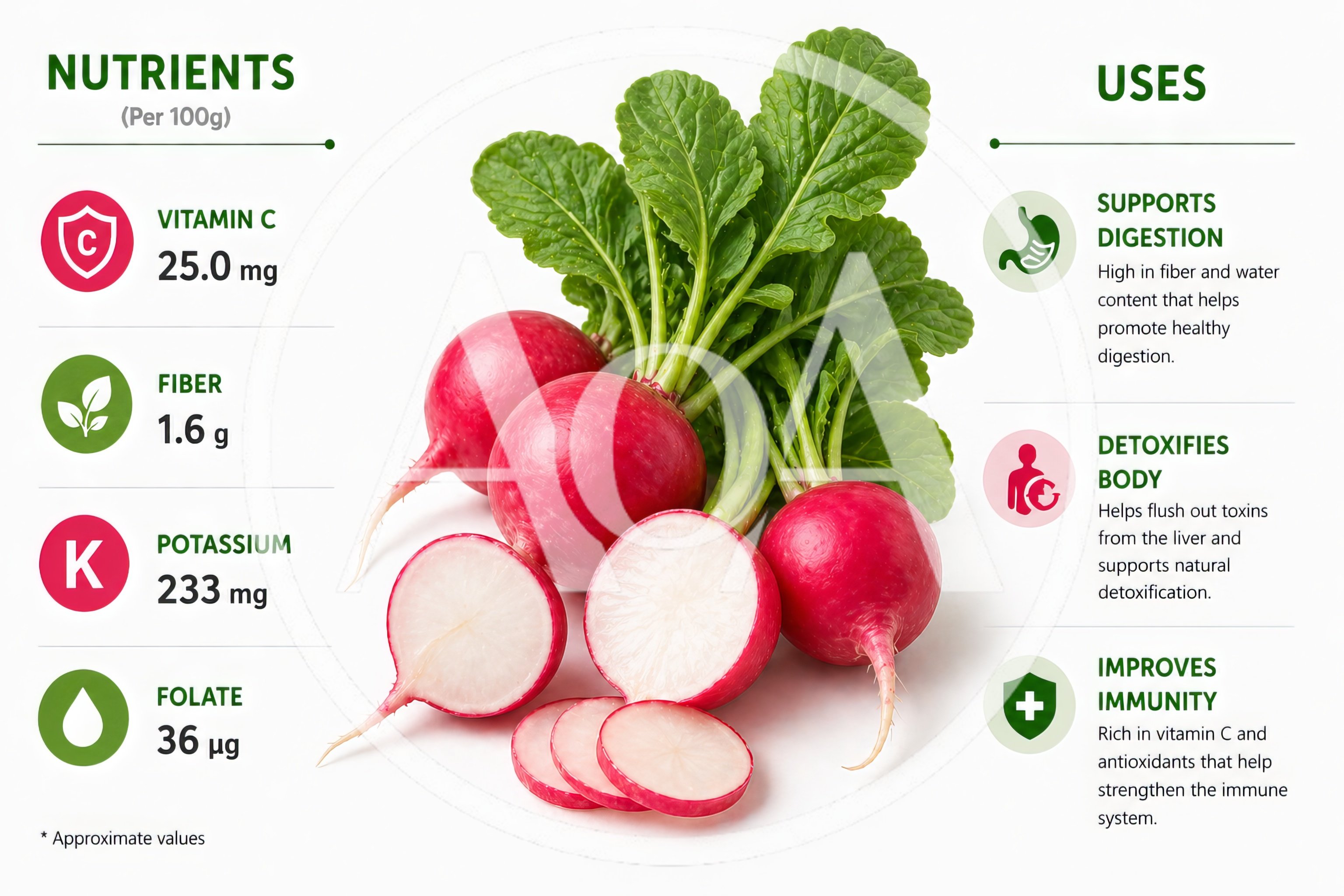 Radish Nutritional Benefits Infographic With Fresh Vegetables