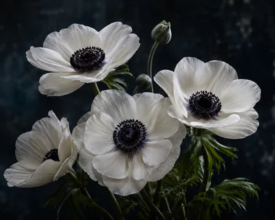 White Anemone Flowers With Dark Centers