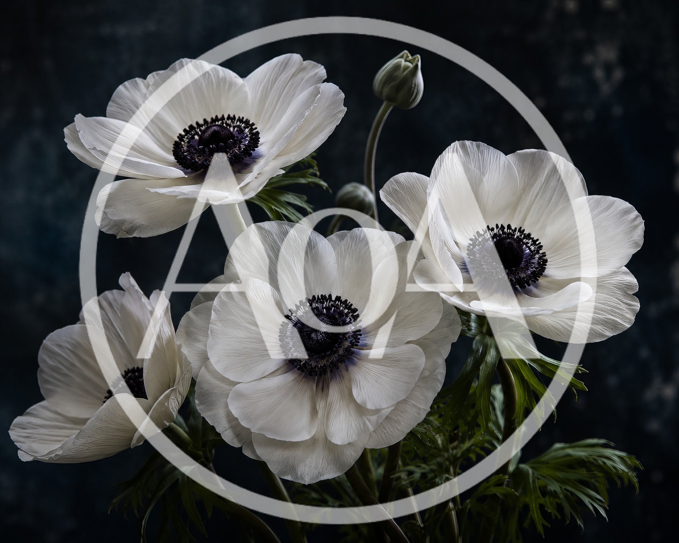 White Anemone Flowers With Dark Centers