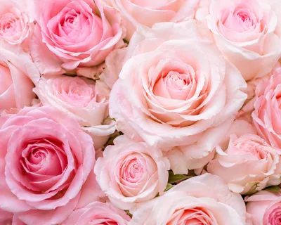 Close Up Of Beautiful Pink Rose Bouquet