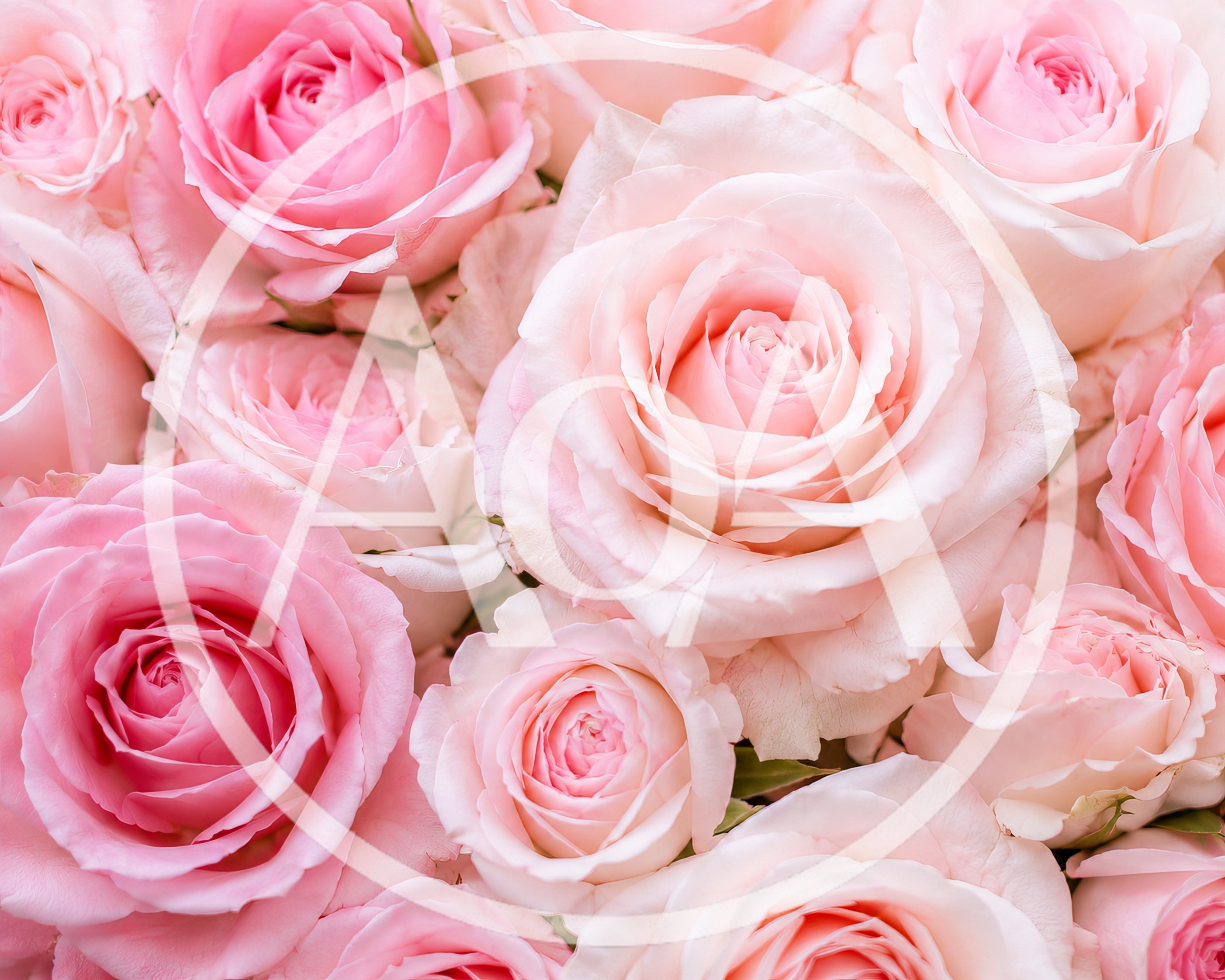 Close Up Of Beautiful Pink Rose Bouquet