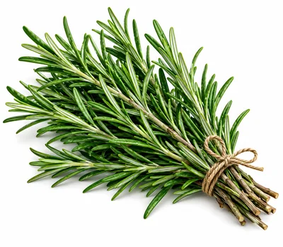 Fresh Rosemary Herb Bundle Tied With Twine