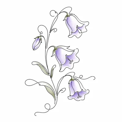Minimalist Line Art Illustration Of Purple Bellflowers