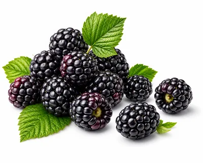 Fresh Ripe Blackberries With Green Leaves