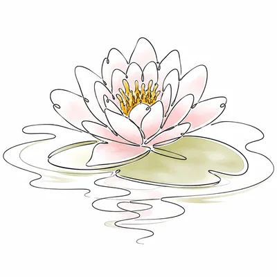 Single Line Drawing Of A Pink Water Lily
