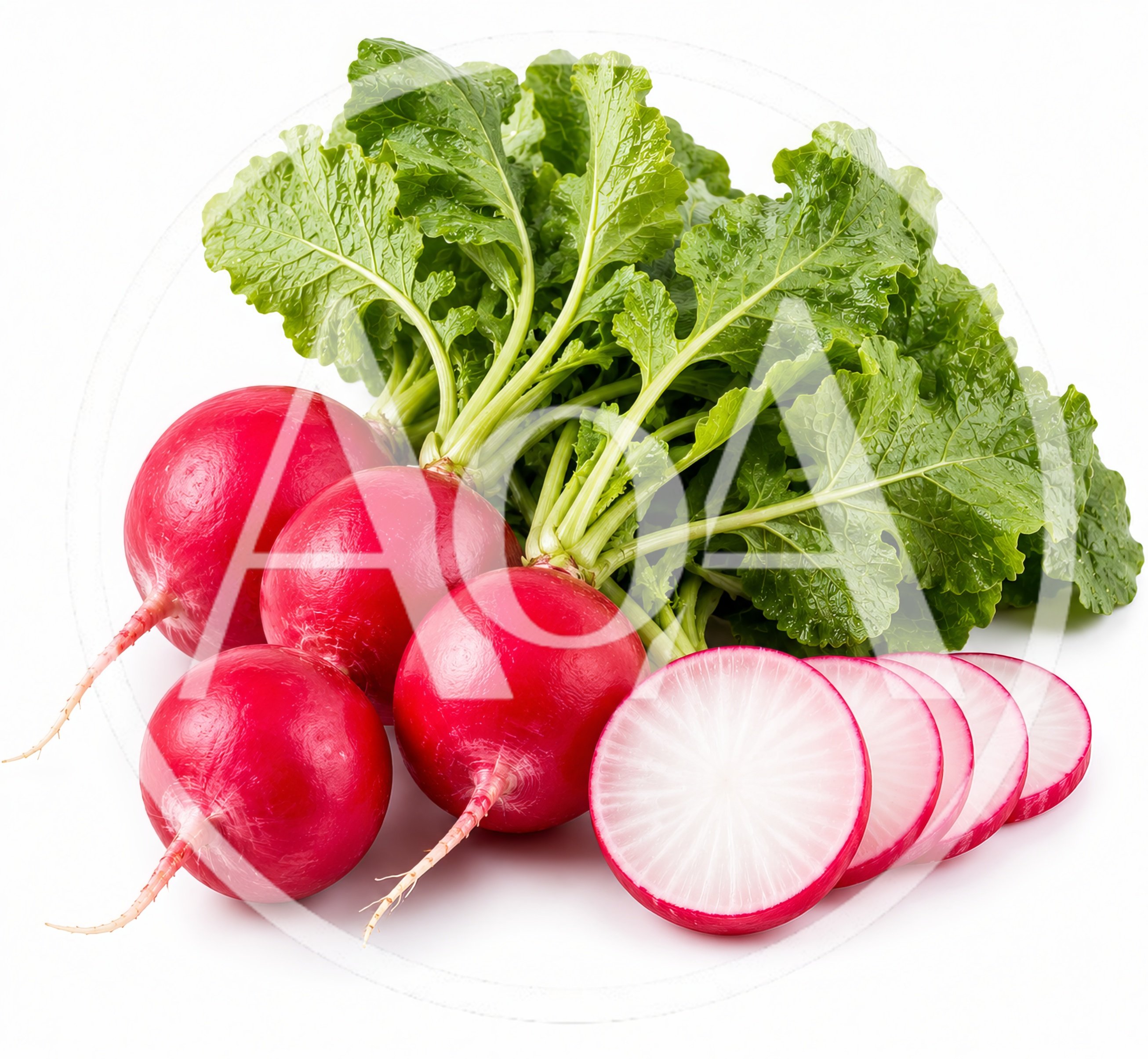 Fresh Red Radishes With Green Leaves On White Background