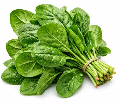 Fresh Bunch Of Organic Spinach Leaves With Water Droplets