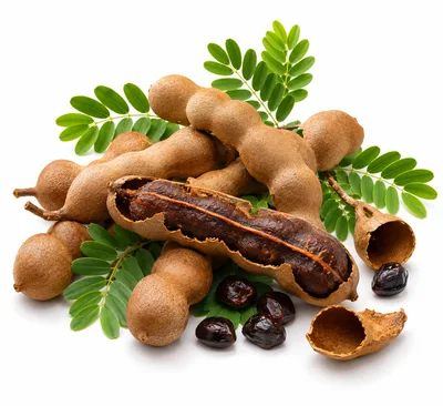 Fresh Tamarind Pods With Leaves And Seeds