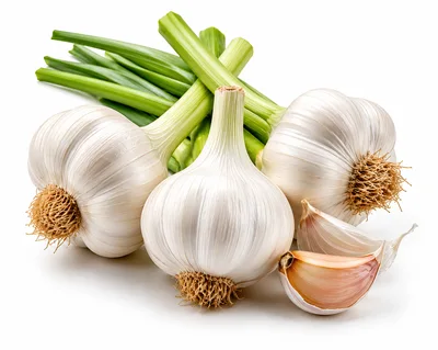 Fresh Garlic Bulbs With Green Stalks And Cloves