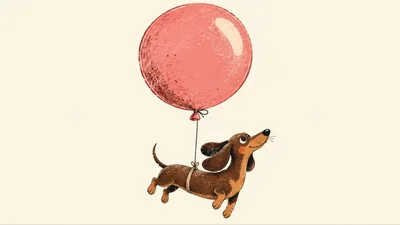 Cute Dachshund Dog Floating With A Pink Balloon