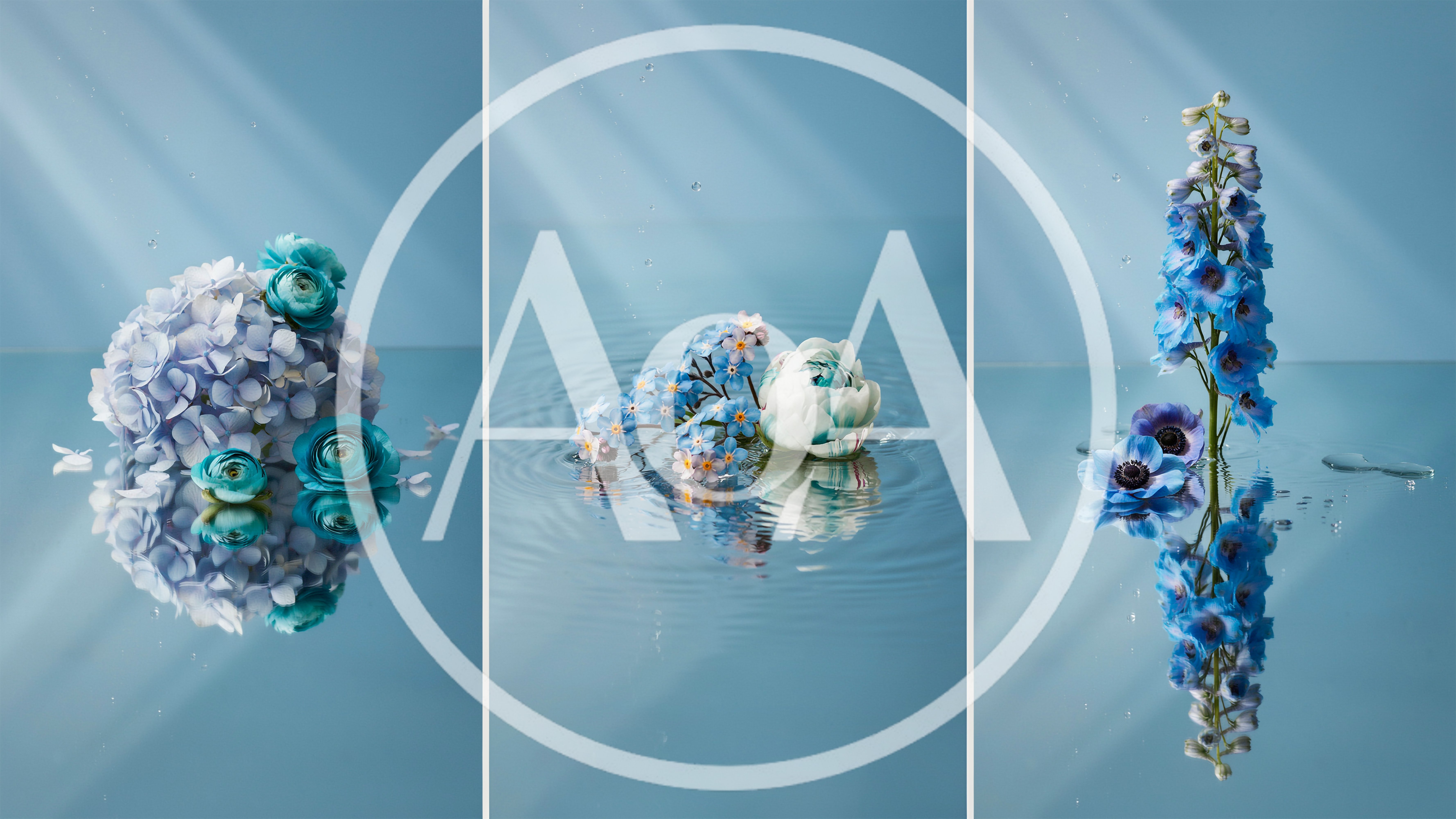 Triptych Of Blue Flowers Floating On Water