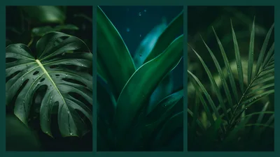 Triptych Of Lush Tropical Green Foliage With Water Droplets