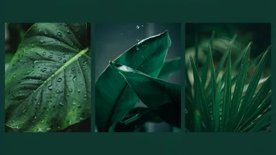 Triptych Of Lush Green Tropical Leaves With Raindrops