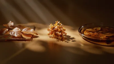 Dried Hydrangea Flower And Leaves In Warm Sunlight