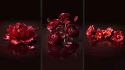 Red Flowers Floating On Dark Water Surface