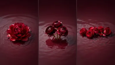 Dark Red Flowers Floating In Still Water