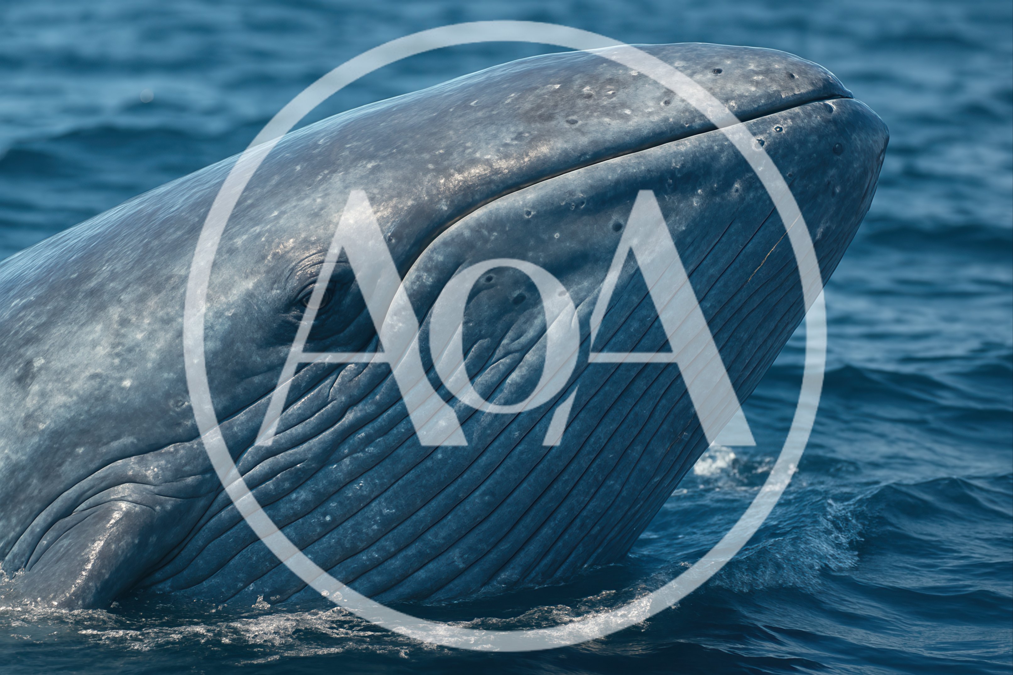 Close Up Of A Blue Whale Surfacing In Ocean