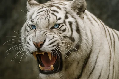 Aggressive White Tiger Roaring With Blue Eyes