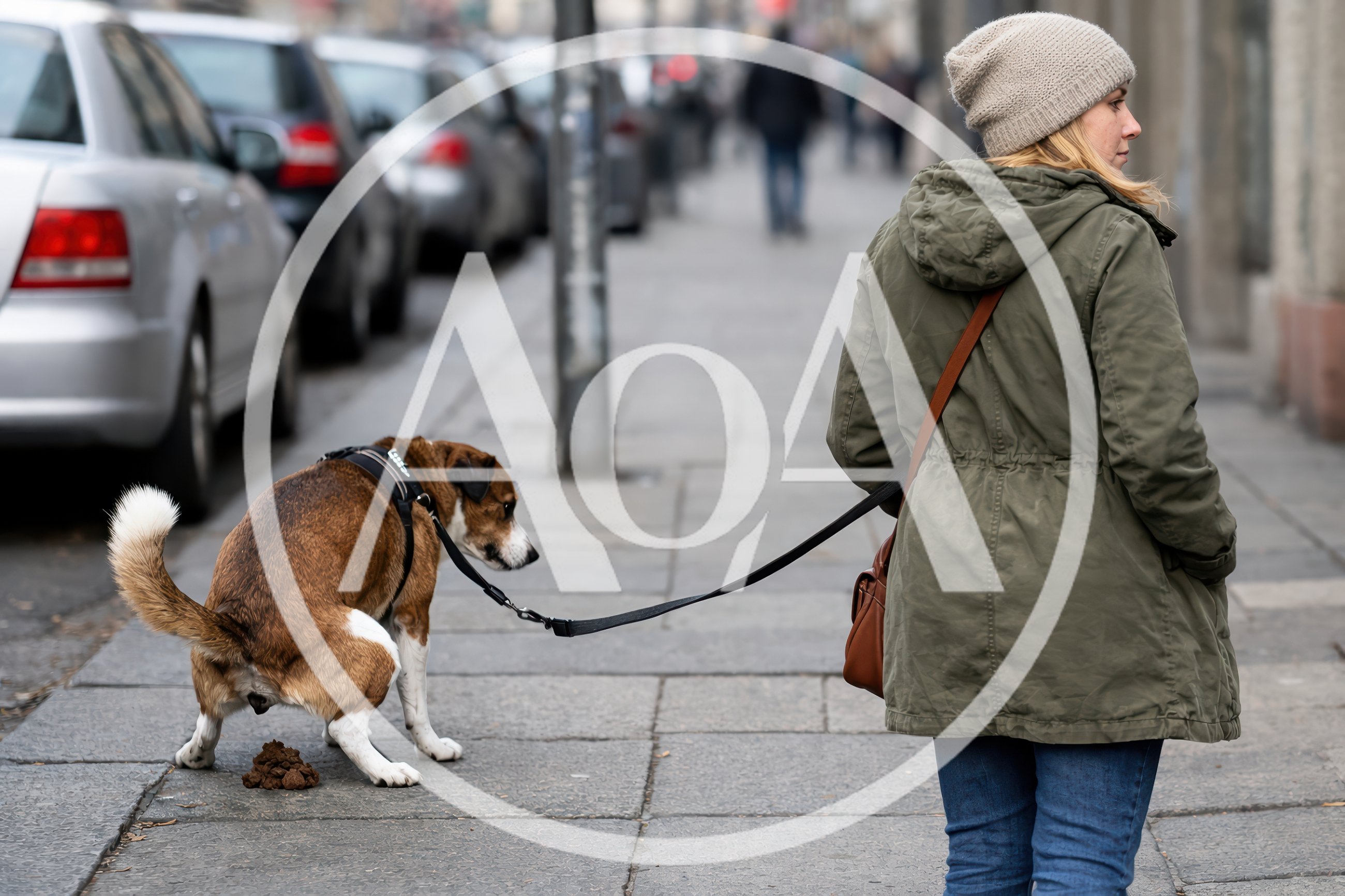 Dog Defecating On City Sidewalk While Owner Walks