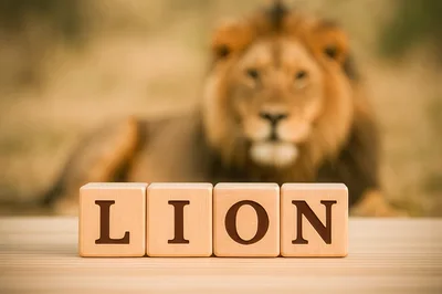 Wooden Blocks Spelling Lion With Blurred Lion Background