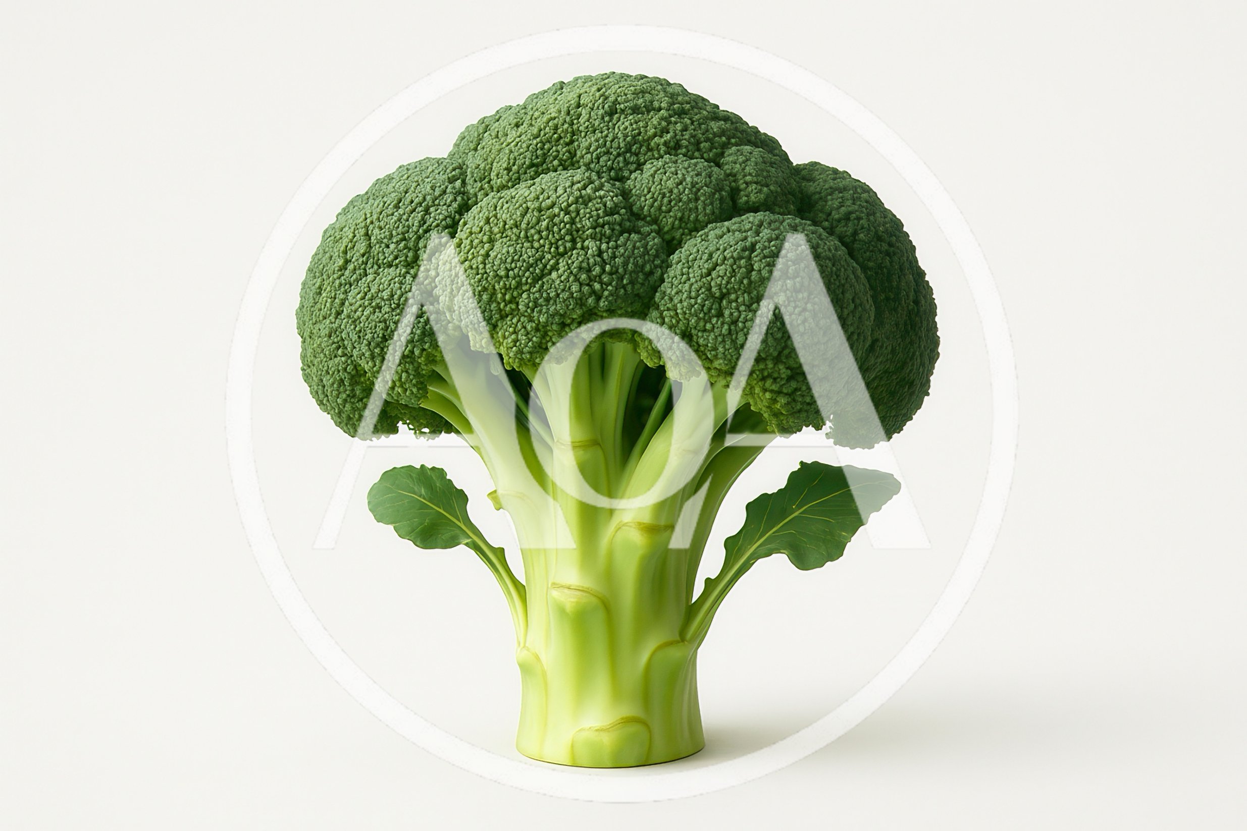 Fresh Green Broccoli Head Isolated On White Background