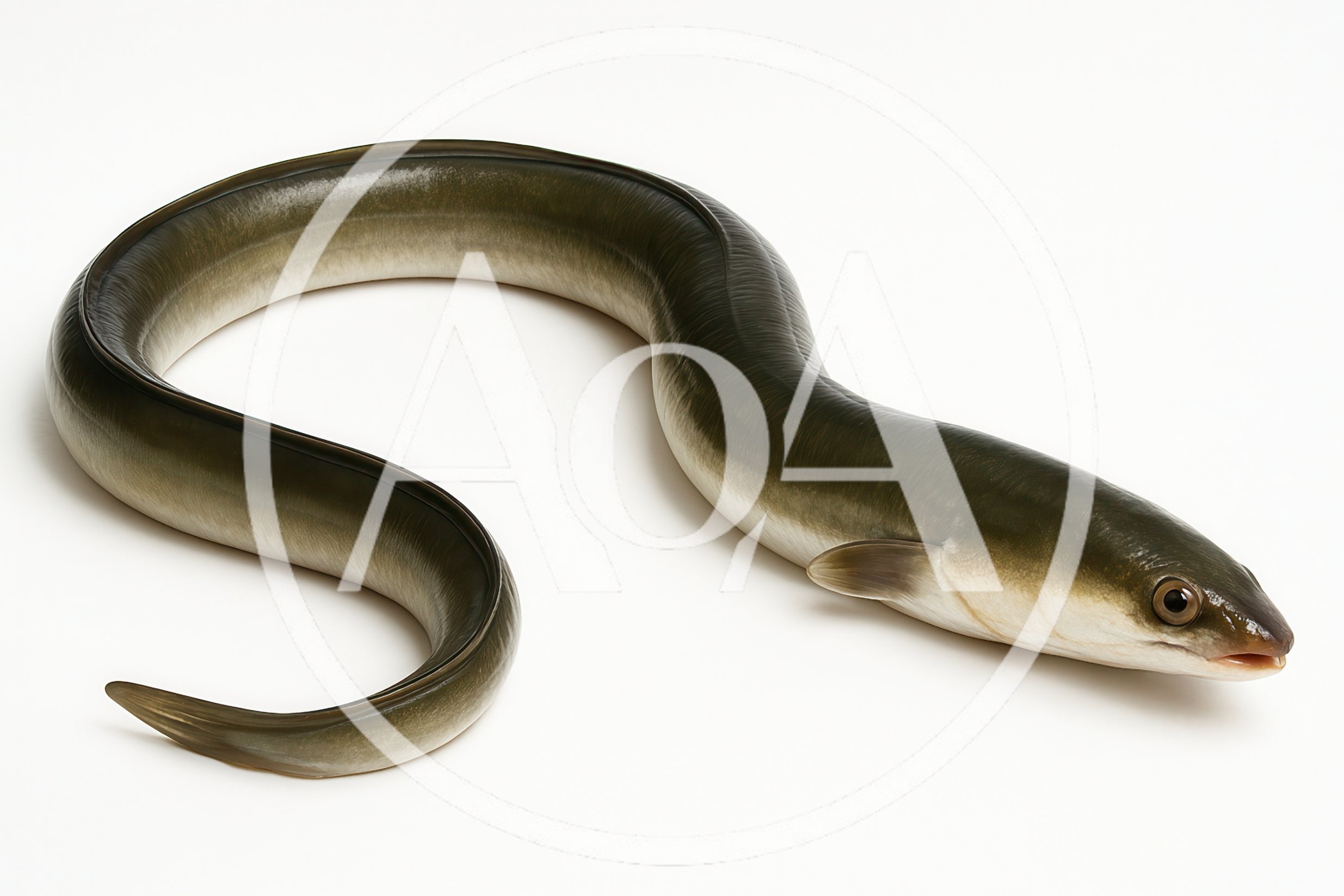 European Eel Swimming Isolated On White Background