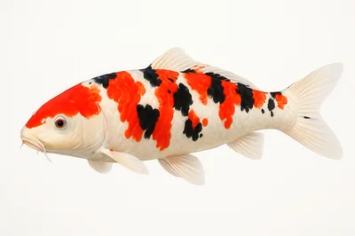 Sanke Koi Fish Swimming Isolated On White Background