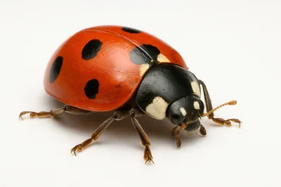 Macro Shot Of A Seven Spotted Ladybug