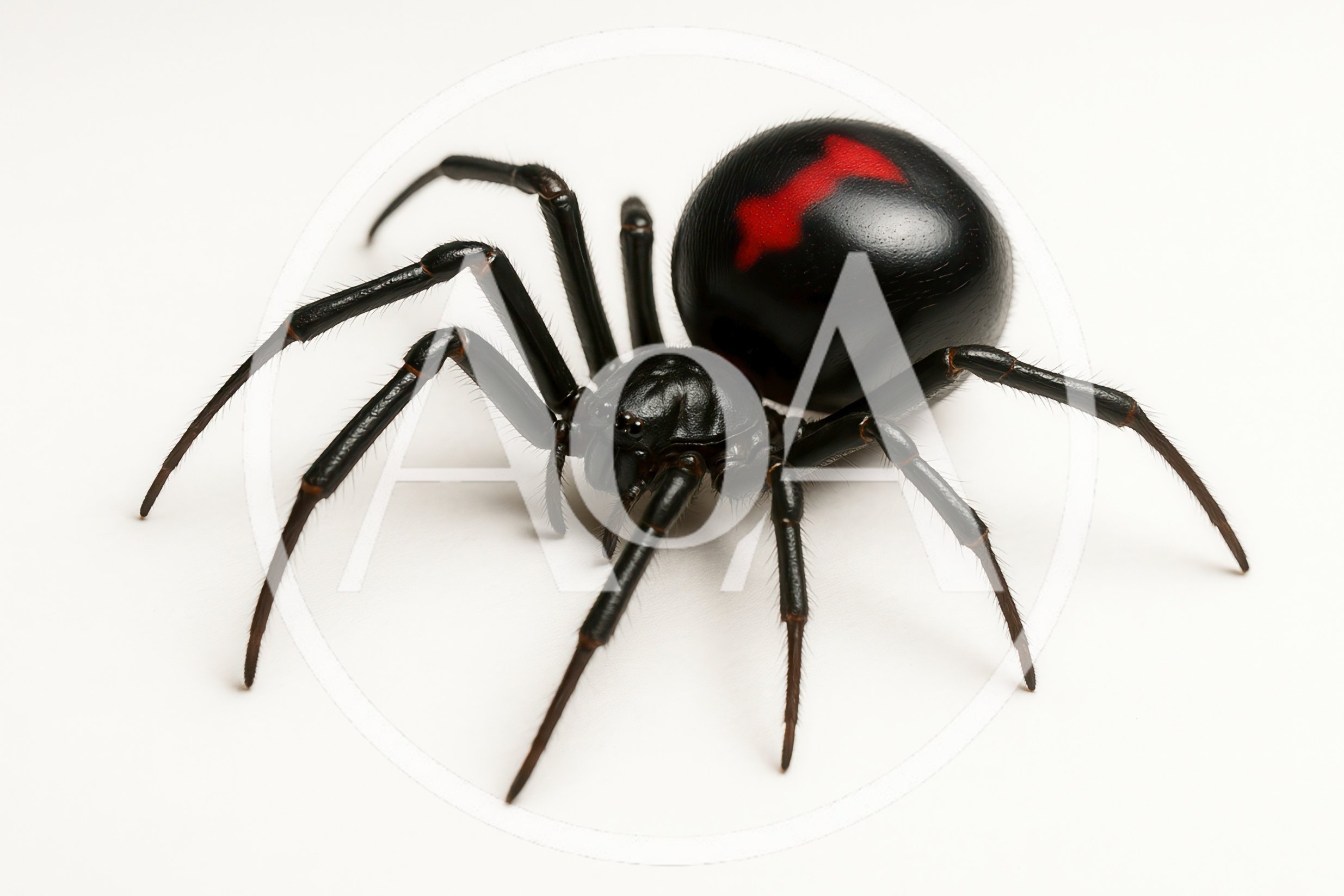 Black Widow Spider With Red Markings On White Background