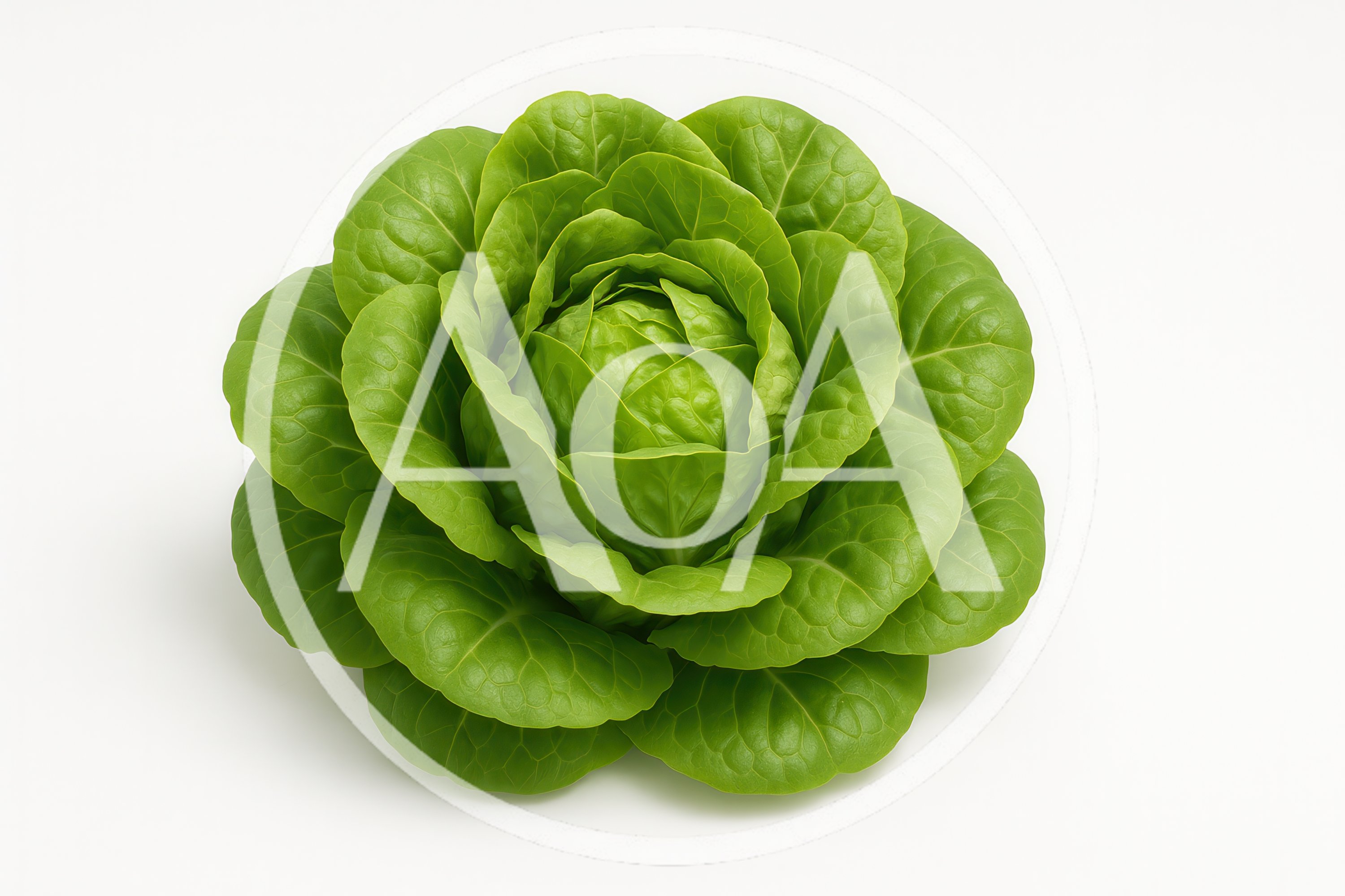 Fresh Green Butter Lettuce Head Isolated on White