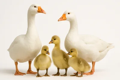 Family Of White Geese With Three Goslings