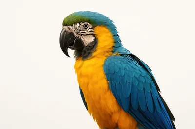 Blue and Yellow Macaw Parrot Portrait