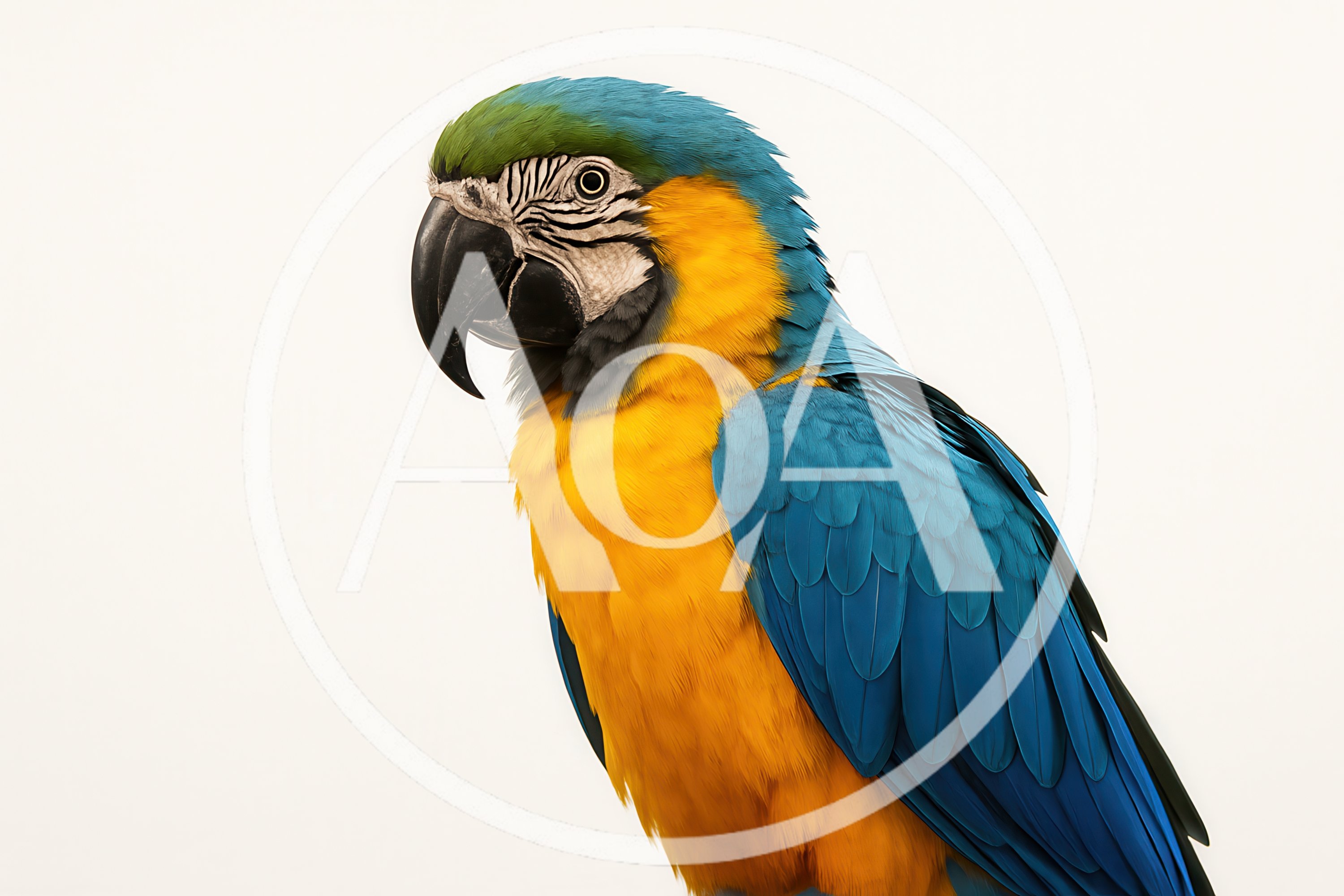 Blue and Yellow Macaw Parrot Portrait