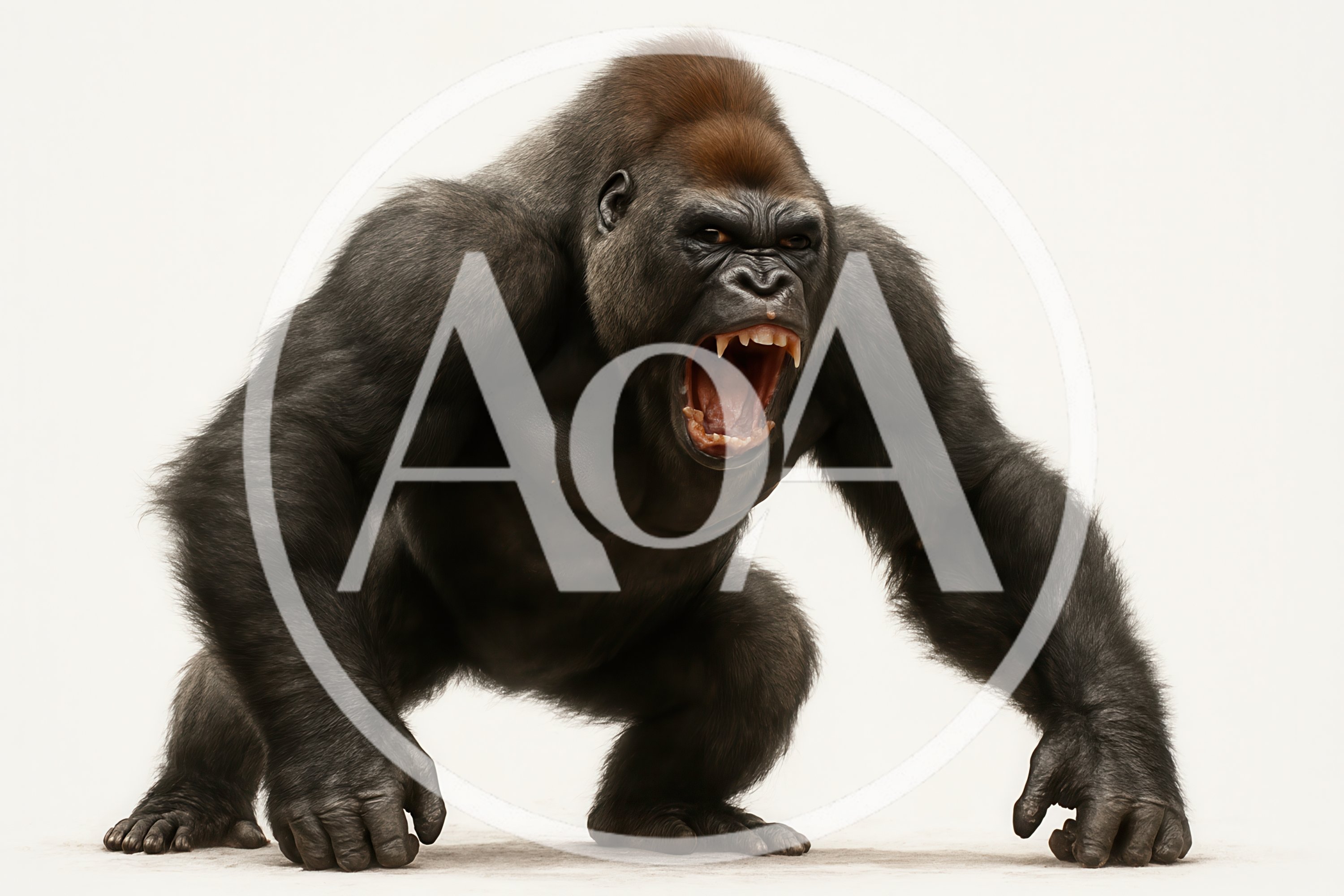 Aggressive Silverback Gorilla Roaring In Studio Setting