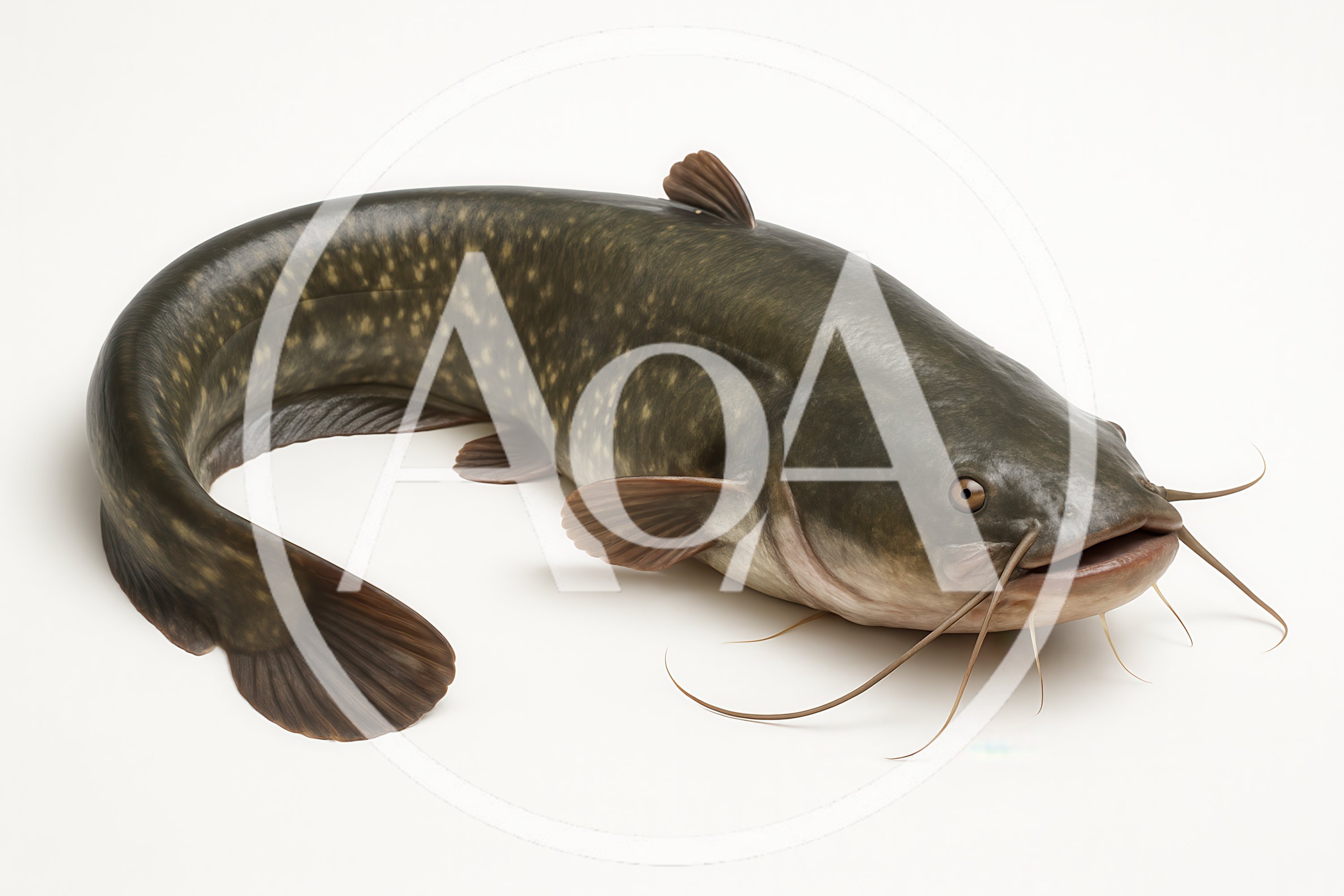 Full Body Shot Of A Freshwater Catfish