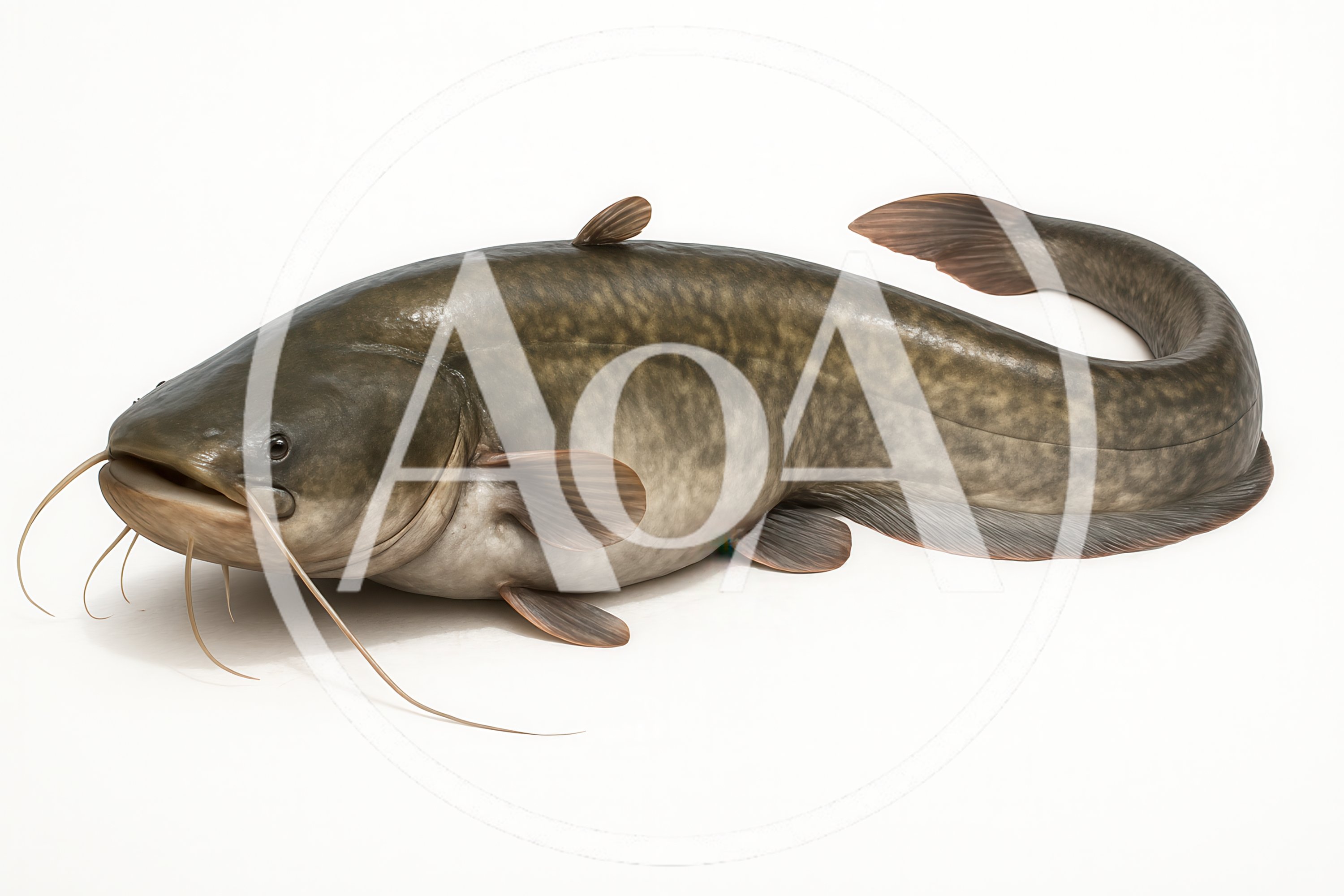 Full Body Shot Of A Large Freshwater Catfish