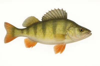 European Perch Fish Isolated On White Background