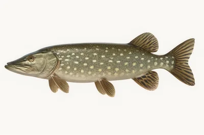 Northern Pike Fish Isolated On White Background